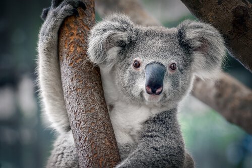 koala.jpeg