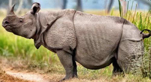 rinoceronte.jpeg